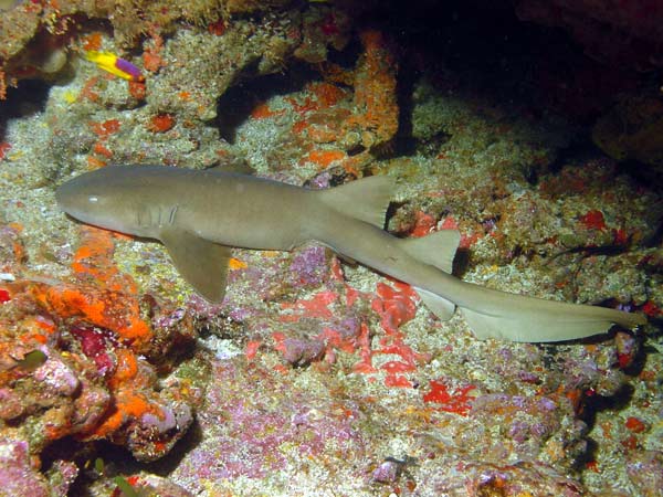 Ginglymostoma cirratum (Bonnaterre, 1788)